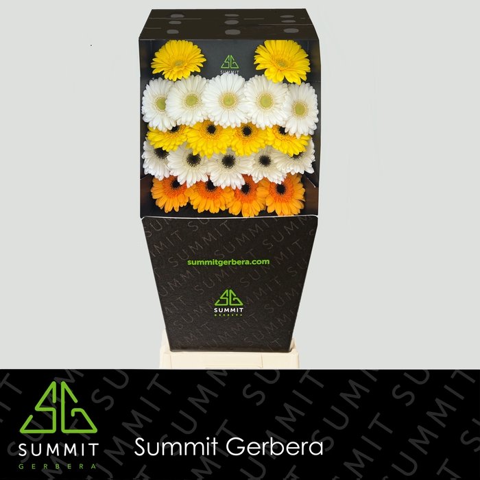 <h4>Germini Mix 3 kleuren Diamond</h4>