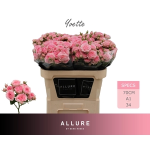 R TR YVETTE ALLURE 70 cm