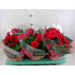 Begonia elat. DU 'Baladin'