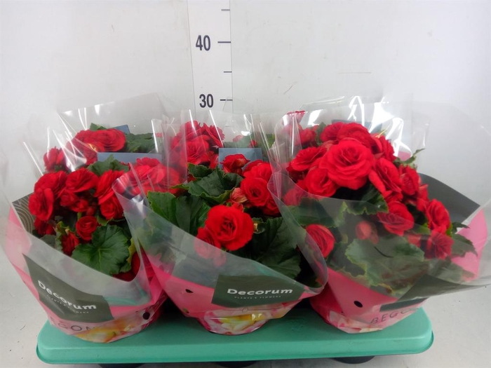 <h4>Begonia elat. DU 'Baladin'</h4>