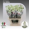 Matthiola Iron White