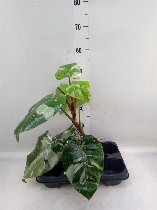 <h4>Philodendron   ...</h4>