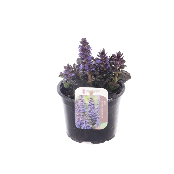 <h4>Ajuga reptans Black Scallop</h4>