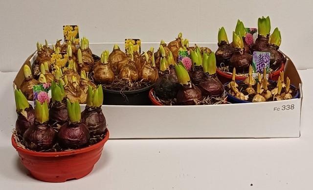 <h4>Bolbloemen Gem</h4>