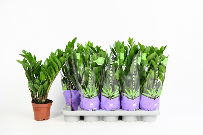 <h4>Zamio Zamiifolia</h4>