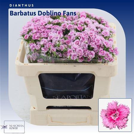 <h4>Dianthus Barbatus 'doblino Fans'</h4>