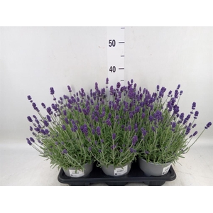 Lavandula angus. 'Hidcote'