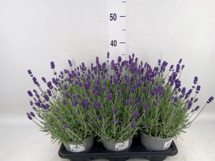 <h4>Lavandula angus. 'Hidcote'</h4>