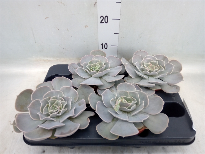 <h4>Echeveria  'Pollux'</h4>