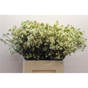 Chame Crystal Pearl White 70cm