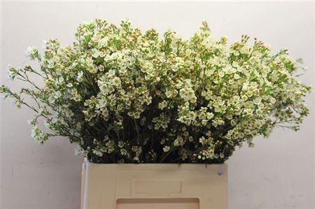 <h4>Chame Crystal Pearl White 70cm</h4>