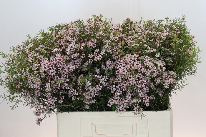 <h4>Chame un Dori</h4>