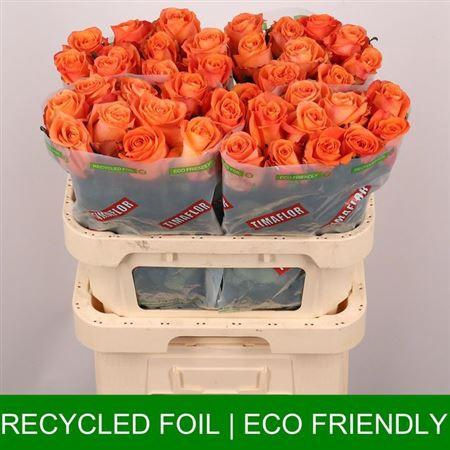 <h4>R Gr On Fire</h4>