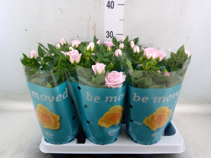 <h4>Rosa  'Baby Jewel'</h4>