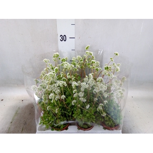 Crassula   ...