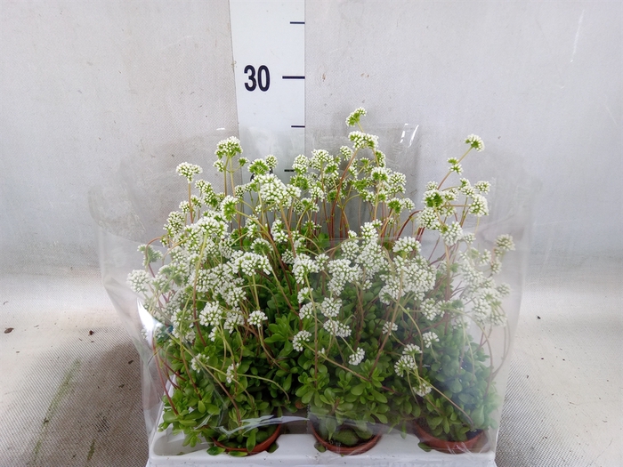 <h4>Crassula   ...</h4>