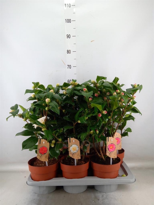 <h4>Camellia   ...mix 3</h4>