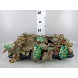 Episcia cupreata 'Tierra Plata'
