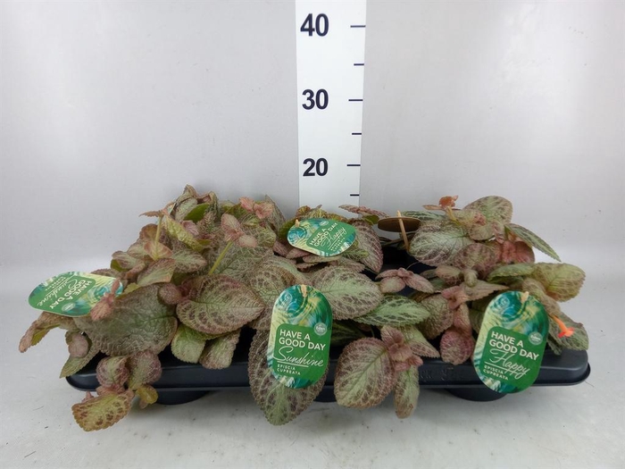 <h4>Episcia cupreata 'Tierra Plata'</h4>