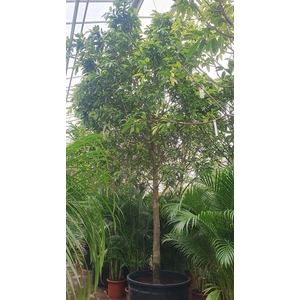 Ficus Amstel King