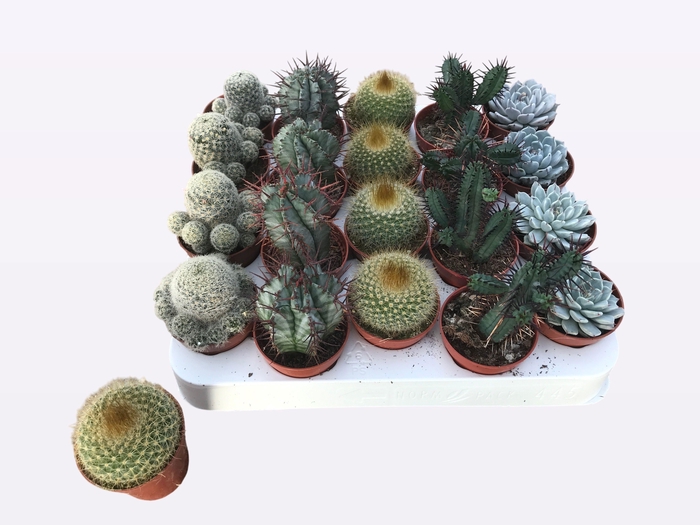 <h4>CACTUS + SUCCU GEM</h4>