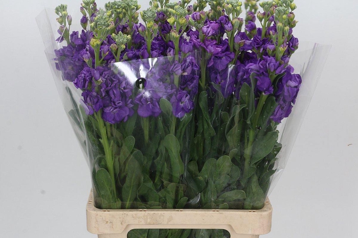 <h4>MATTH IRON PURPLE</h4>