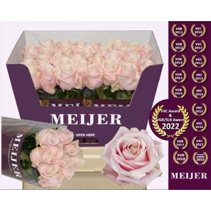 Rosa gr Sweet Avalanche