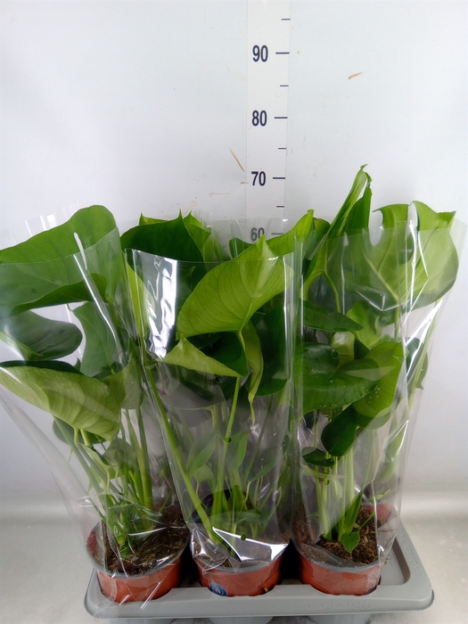 <h4>Monstera delic.</h4>