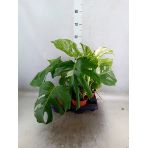 Monstera delic. 'Variegata'
