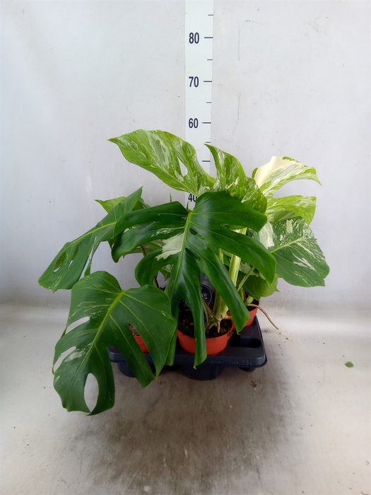 <h4>Monstera delic. 'Variegata'</h4>