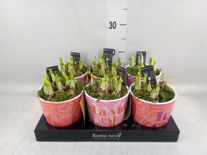 <h4>Arr. Narcissus</h4>