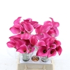 Calla Fantasia | Heavy Quality