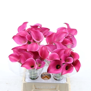 Calla Fantasia | Heavy Quality