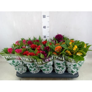 Celosia arg. CR 'Twisted'   ...mix