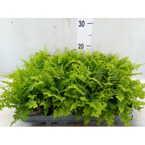 Nephrolepis exal. 'Green Moment'