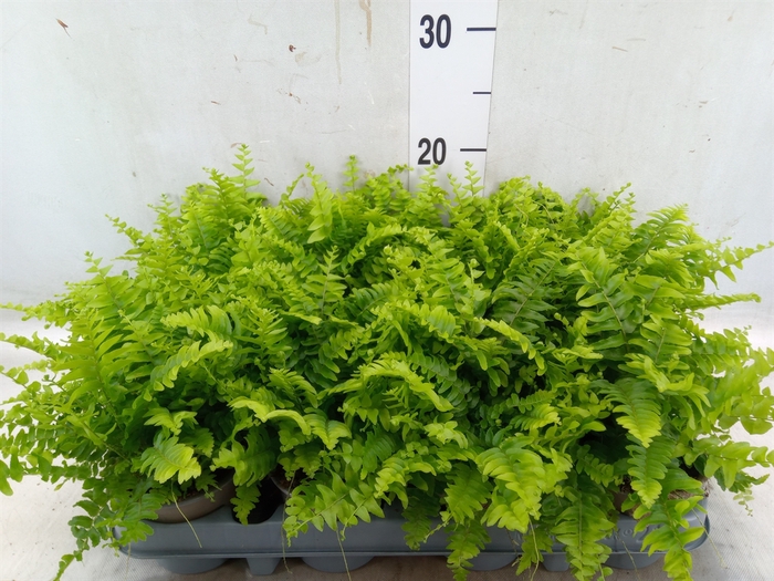 <h4>Nephrolepis exal. 'Green Moment'</h4>
