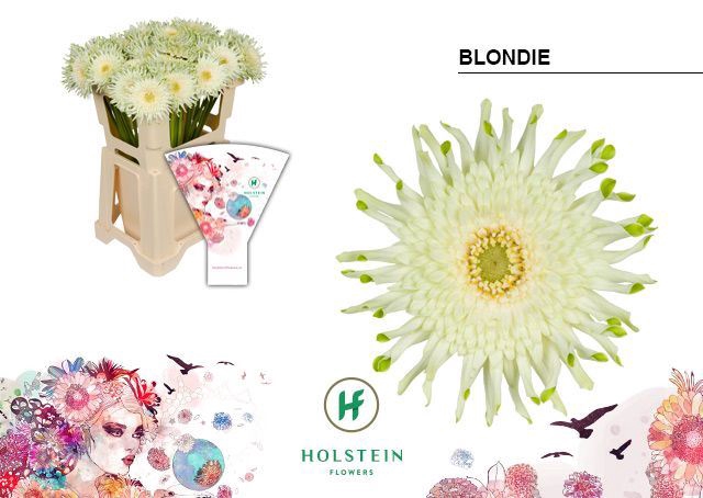 <h4>Gerbera Gerpasta Blondie</h4>
