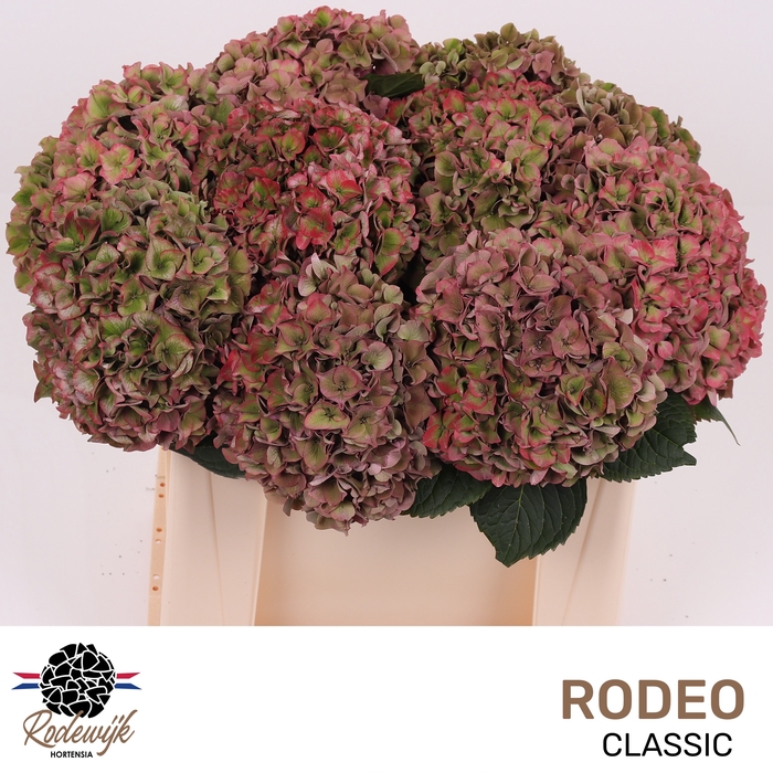 <h4>HYDR M CH RODEO CL</h4>