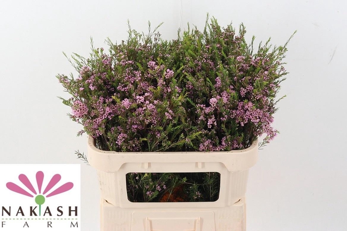 <h4>CHAME UN HILI</h4>