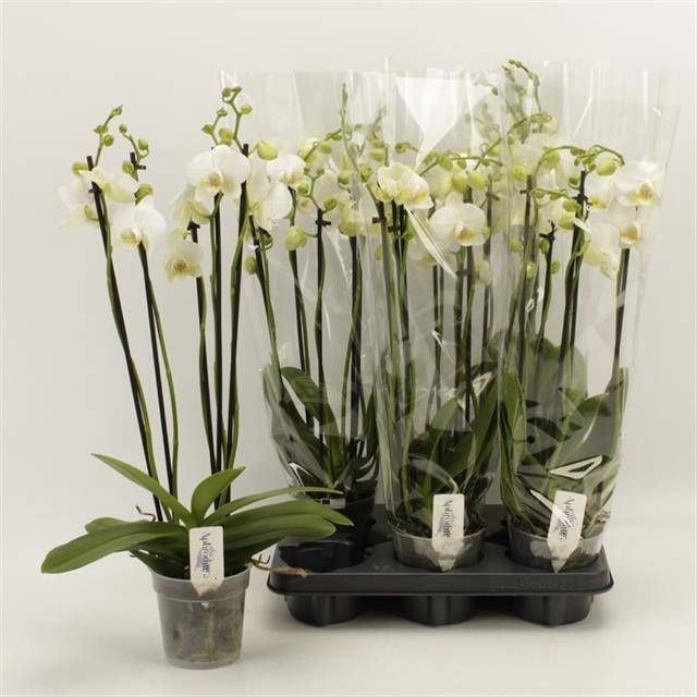 <h4>PHAL OV WIT</h4>