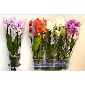 PHAL EL CASCADE