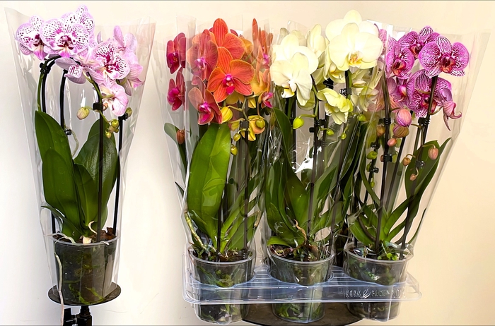<h4>PHAL EL CASCADE</h4>