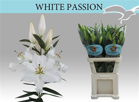 <h4>Li Or White Passion</h4>