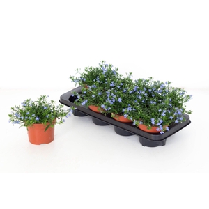 Lobelia Laguna Sky Blue 13