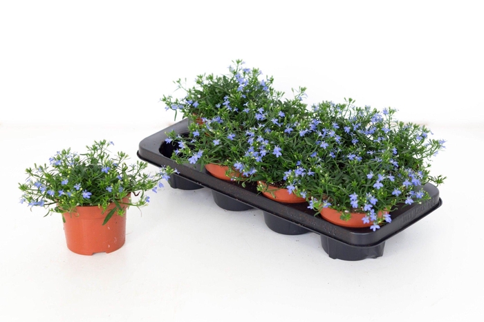 <h4>Lobelia Laguna Sky Blue 13</h4>
