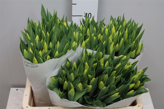 <h4>Tu En Strong Gold</h4>