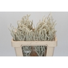 Amaranthus Yearming Desert