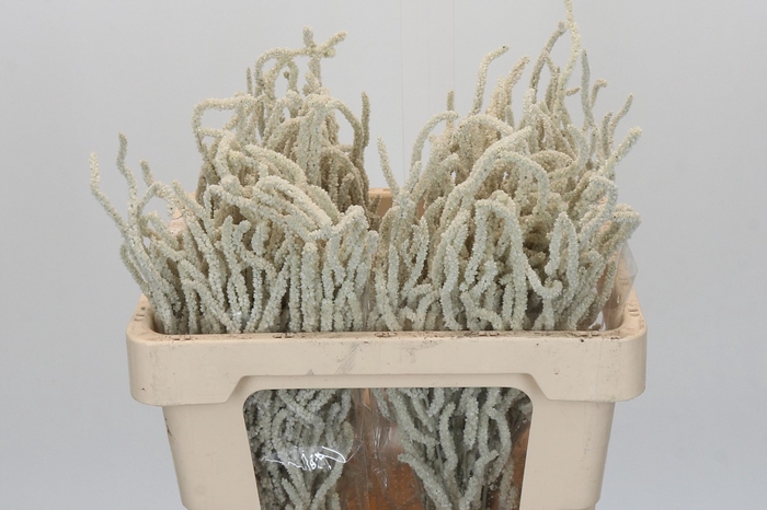 <h4>Amaranthus Yearming Desert</h4>