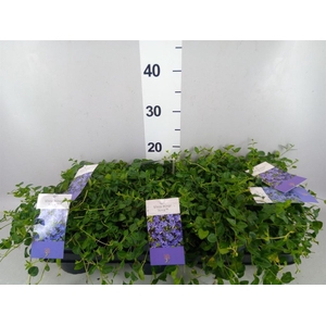 Vinca minor