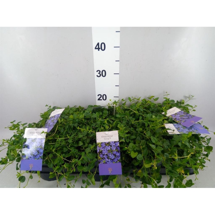 <h4>Vinca minor</h4>